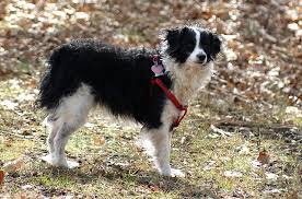 Check spelling or type a new query. Bordoodle Dog Breed Health Temperament Grooming Feeding And Puppies Petguide