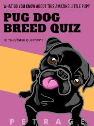 Pin On Petrage Pets Memes Vids Quizzes And More