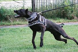 Crump's bullies is a american bully breeder that strives to keep the best xl & xxl look of the pitbull with best bully conformation. Onion