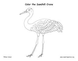 Here is a simple crane colouring page for you to print and colour. Sandhill Crane Coloring Page