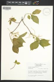 Image result for Acalypha segetalis
