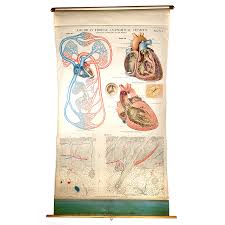 1918 frohse anatomical chart heart