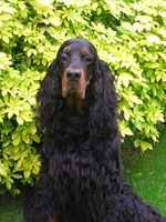 Please contact us with any questions and for more information on our gordon setter puppies for sale in wisconsin! Gordon Setter Breeders Near Salisbury Wiltshire Champdogs
