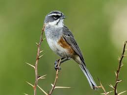 Image result for Rhamphicarpa brevipedicellata