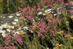 Image result for Erica pleiotricha