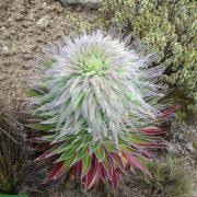 Image result for Lobelia giberroa