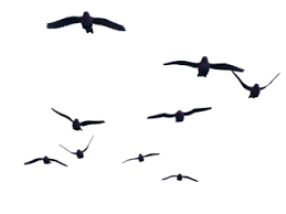 Birds Png Birds Transparent Background Freeiconspng 15 bird image download silhouette professional designs for business and education. birds png birds transparent background