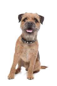 The border terrier was officially recognized by the kennel club in great britain in 1920, and by the american kennel club (akc) in 1930. Border Terrier Hunde Informationen Zu Den Bienenarten Omlet