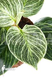 Try not to let the plant completely dry out though before proving more moisture. Araflora Exotic Flora Mehr Philodendron Birkin