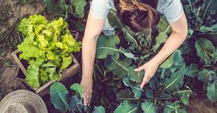The coffee grounds never expire or go bad. Are Coffee Grounds Good For Gardens Compost Pest Deterring And More