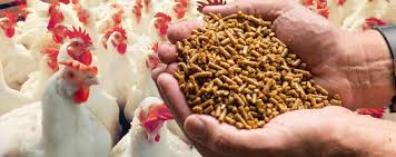 Download Expert Secrets How To Increase Egg Production In Commercial Layers In 2020 Poultry Feed Formulation