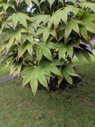 Check spelling or type a new query. The Leaves On This Tree Look Like Marijuana Leaves Mildlyinteresting