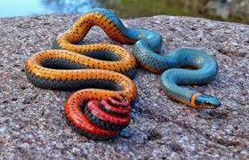 The ringneck snake is a species of small north american snakes that belong to the harmless colubrid family. Ringneck Snake Snake Facts