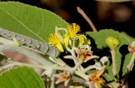 Image result for Grewia decemovulata