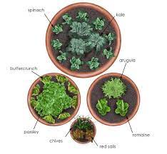 Salad Garden In Containers Salad Garden In Containers The Post Salad Garden In Containers Appeared First Salad Container Garden Chives Plant Salad Garden