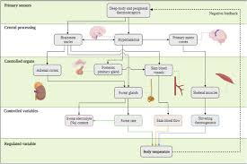 Image result for Temperature Regulation