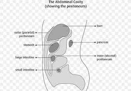 We previously demonstrated that mesothelial precursor cells (mpc) characterized by. Peritoneum Mesothelium Peritoneal Mesothelioma Peritonitis Cancer Png 639x571px Watercolor Cartoon Flower Frame Heart Download Free