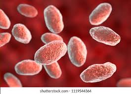 Image result for Pseudoeriosema borianii