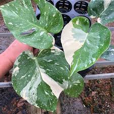 Variegated Monstera Japanese Cultivar Looks Like Painted Leaf Mural Tohgarden Singapore Tropical Farm Monstera Delic Plant Leaves Orchids Garden Monstera
