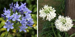 Agapanthus Care Flower Power
