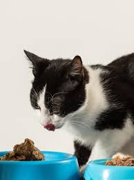 Vegan Only Diet For Cats Is Naive And Cruel Northern Star