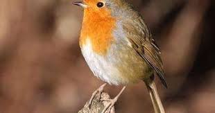 Pin On Robin 2