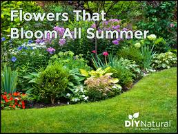 Check spelling or type a new query. Flowers That Bloom All Summer Which Plants Give Color All Summer
