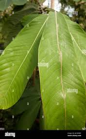 Image result for Vitex doniana