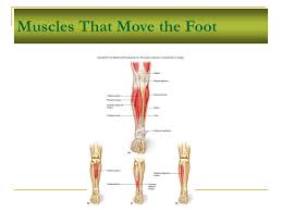 The skeleton of the foot is often subdivided, based on functional and clinical 10.16 the short muscles of the right foot from the plantar view. Major Skeletal Muscles Ppt Download