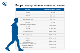 Как биоритмы влияют на секс — блог медицинского центра ОН Клиник