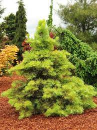 Although they can be grown from seed, most gardeners introduce conifers to their garden by buying young plants from a garden centre or forestry. Pin On Conifers