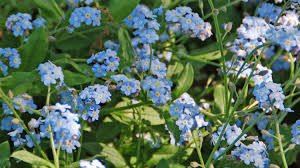 Create your own beautiful garments at home! Growing Forget Me Not Melinda Myers