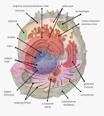 Check spelling or type a new query. Icon For Template Of Cell Organelles Animal Cell Organelles Hd Png Download Transparent Png Image Pngitem