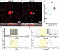 Ijms | Free Full-Text | Molecular And Cellular Mechanisms Underlying  Somatostatin-Based Signaling In Two Model Neural Networks, The Retina And  The Hippocampus