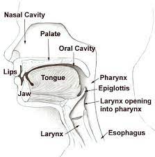 Check spelling or type a new query. Palate Definisi Palate Dalam Kamus Corsica