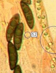 Image result for Xylaria polymorpha