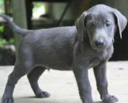 Puppyfinder.com is your source for finding an ideal puppy for sale in pennsylvania, usa area. Silver Labrador Puppies For Sale Pennsylvania