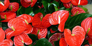 It's the perfect gift to give when you really want to make a statement. 15 Exotic Flowers From Around The Globe