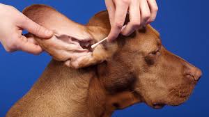 Maybe you would like to learn more about one of these? A Step By Step Guide To Safely Cleaning Your Dog S Ears Sheknows