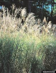Image result for Miscanthus sinensis