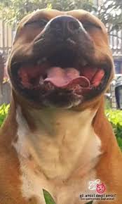 Pin On Big Dogs Rule