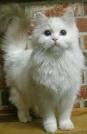 All-White Cat Breeds | PetCareRx