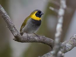 Image result for Courtoisina cyperoides