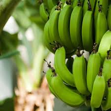Masukkan pisang, kemudian kocok lagi. 5 Manfaat Pisang Mentah Bagi Kesehatan Cocok Untuk Penderita Diabetes Hot Liputan6 Com