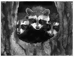 More images for how do you spell raccoon » Spring Raccoons The Outside Story