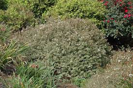 Maybe you would like to learn more about one of these? Abelia X Grandiflora Silver Anniversary Silver Anniversary Abelia Plantmaster