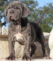 The Daily Cute Neapolitan Mastiffs Mastiff Puppies Mastiff Dogs English Mastiff Puppies