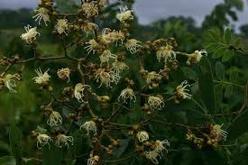 Image result for Julbernardia paniculata