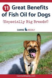 7 Best Fish Oil For Dogs In 2020 Top Omega 3 Supplements Oils For Dogs Best Fish Oil Fish Oil Dogs