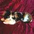 Calico Kittens for Sale - Adoptapet